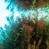 UNS Atmos Aquarium Light Background