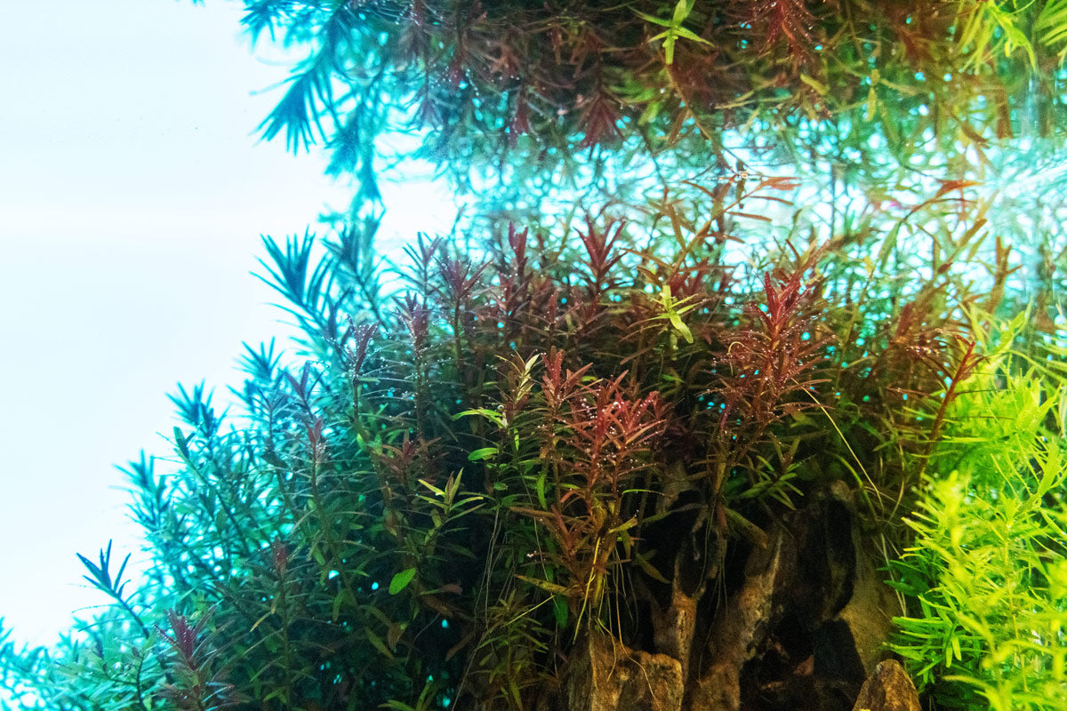 UNS Atmos Aquarium Light Background