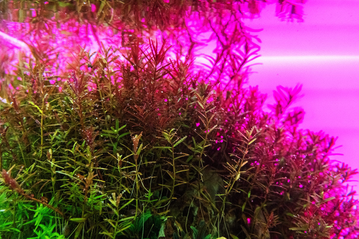 UNS Atmos Aquarium Light Background