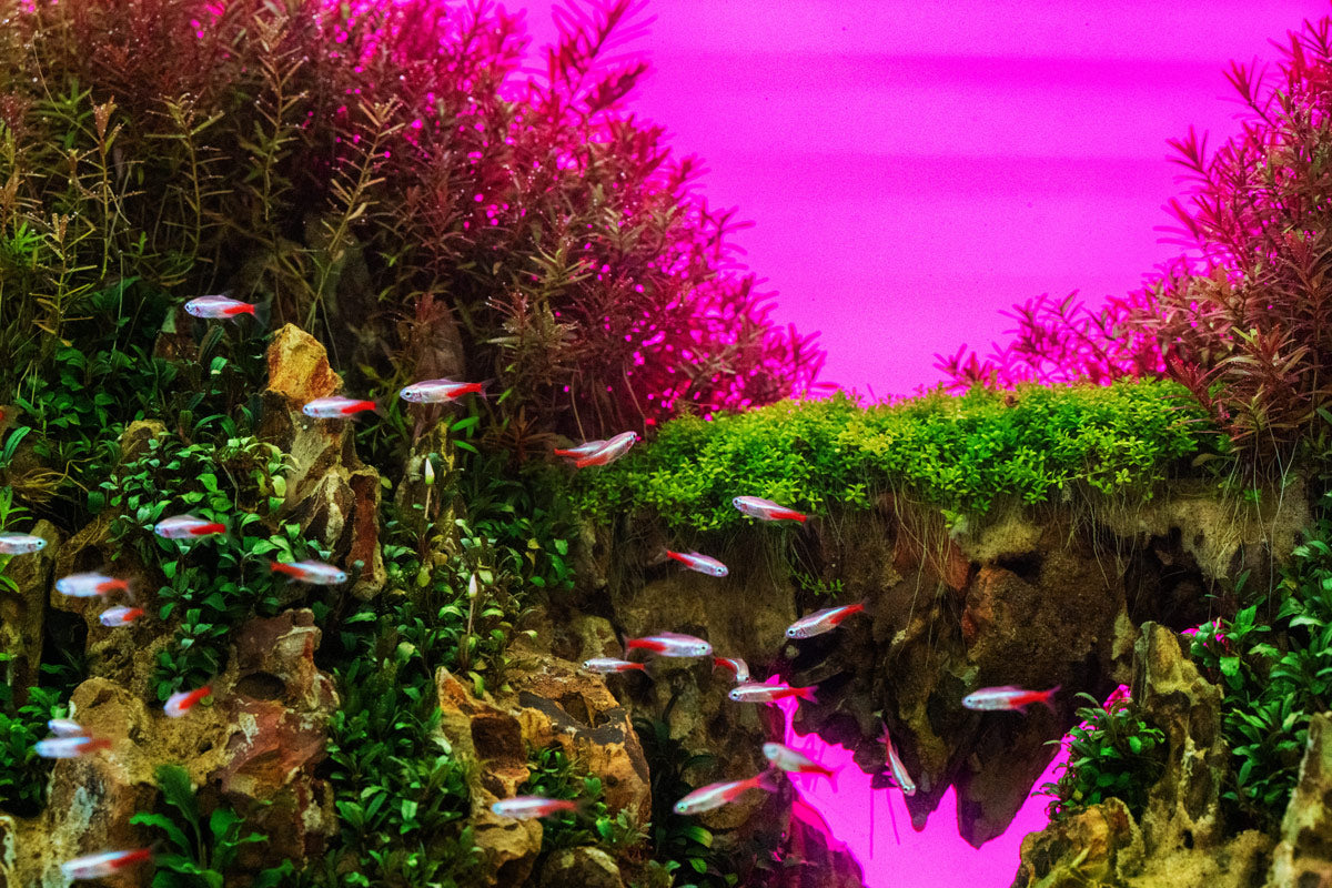 UNS Atmos Aquarium Light Background