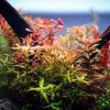 Twinstar LED - S Series Aquarium Light Fixture