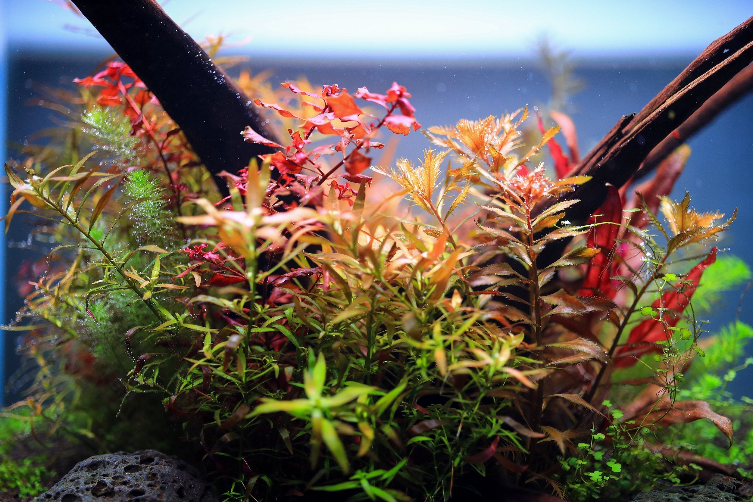Twinstar LED - S Series Aquarium Light Fixture