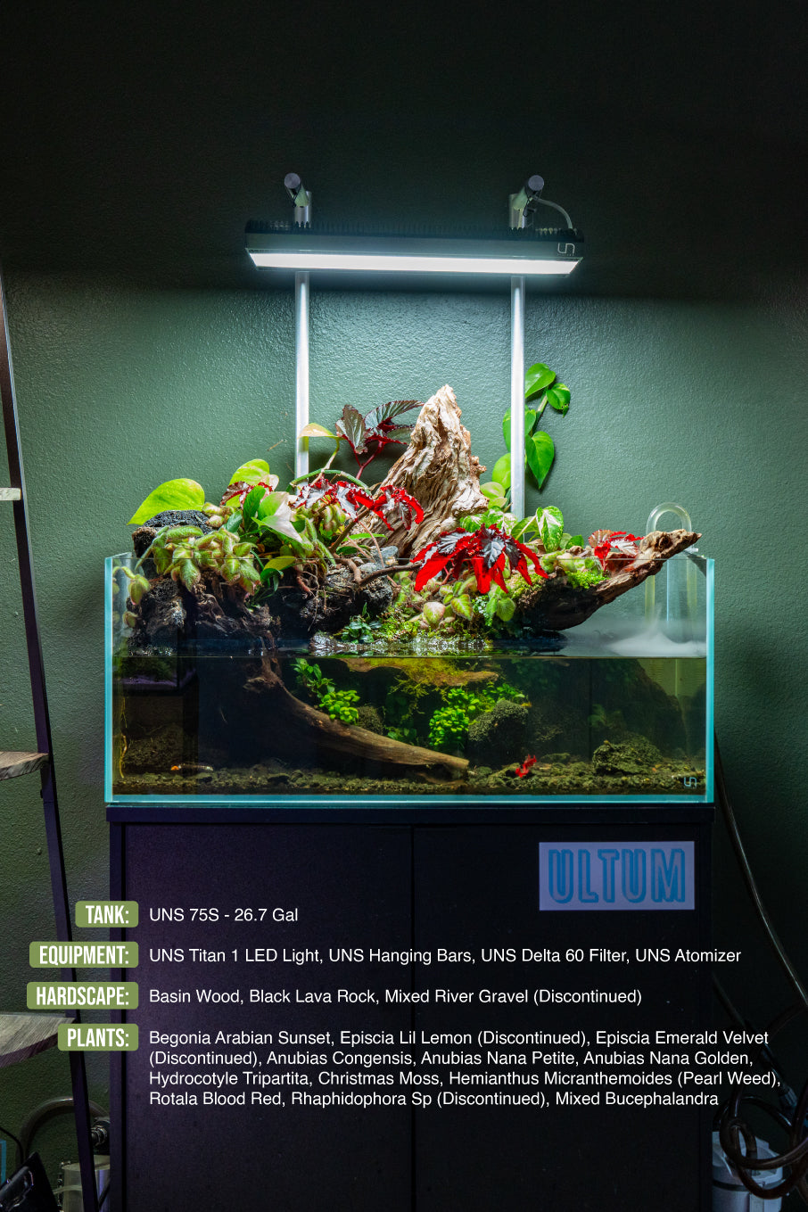 anubias-nana-petite-1131929596.jpg UNS Light Hanging Bar
