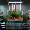 anubias-nana-petite-1131929585.jpg ONF Flat ONE+ LED Light (Yellow/White) - Pendant